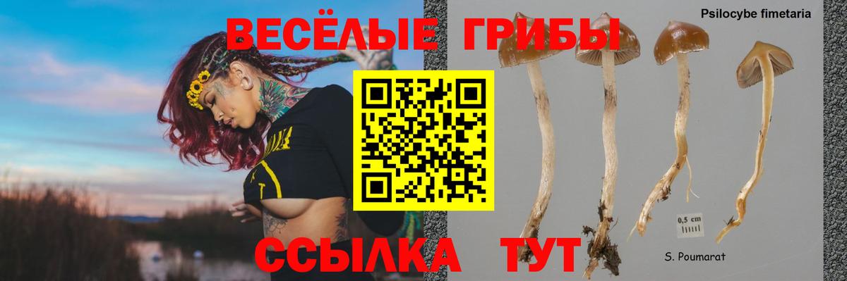 Галлюциногенные грибы Cubensis Сегежа